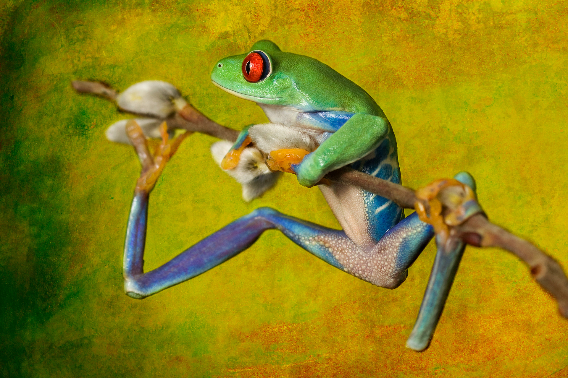 Red eyed tree frog