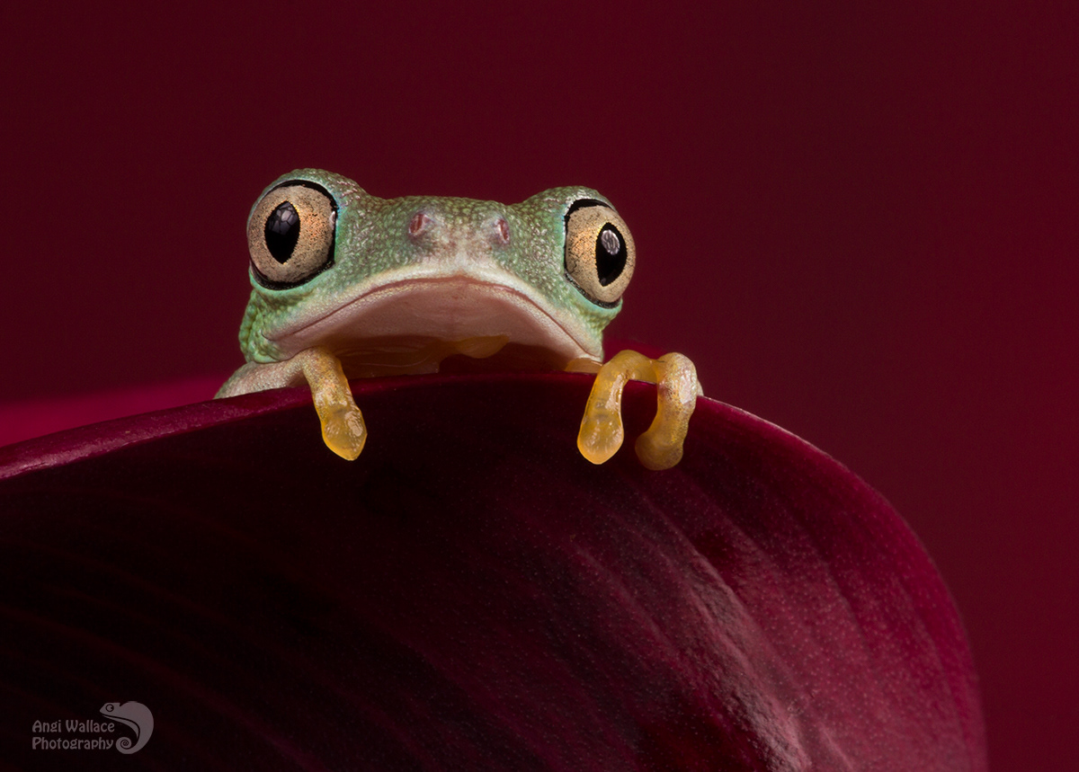 Lemur leaf frog