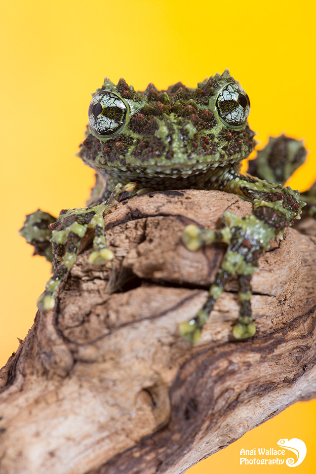 Vietnamese mossy frog