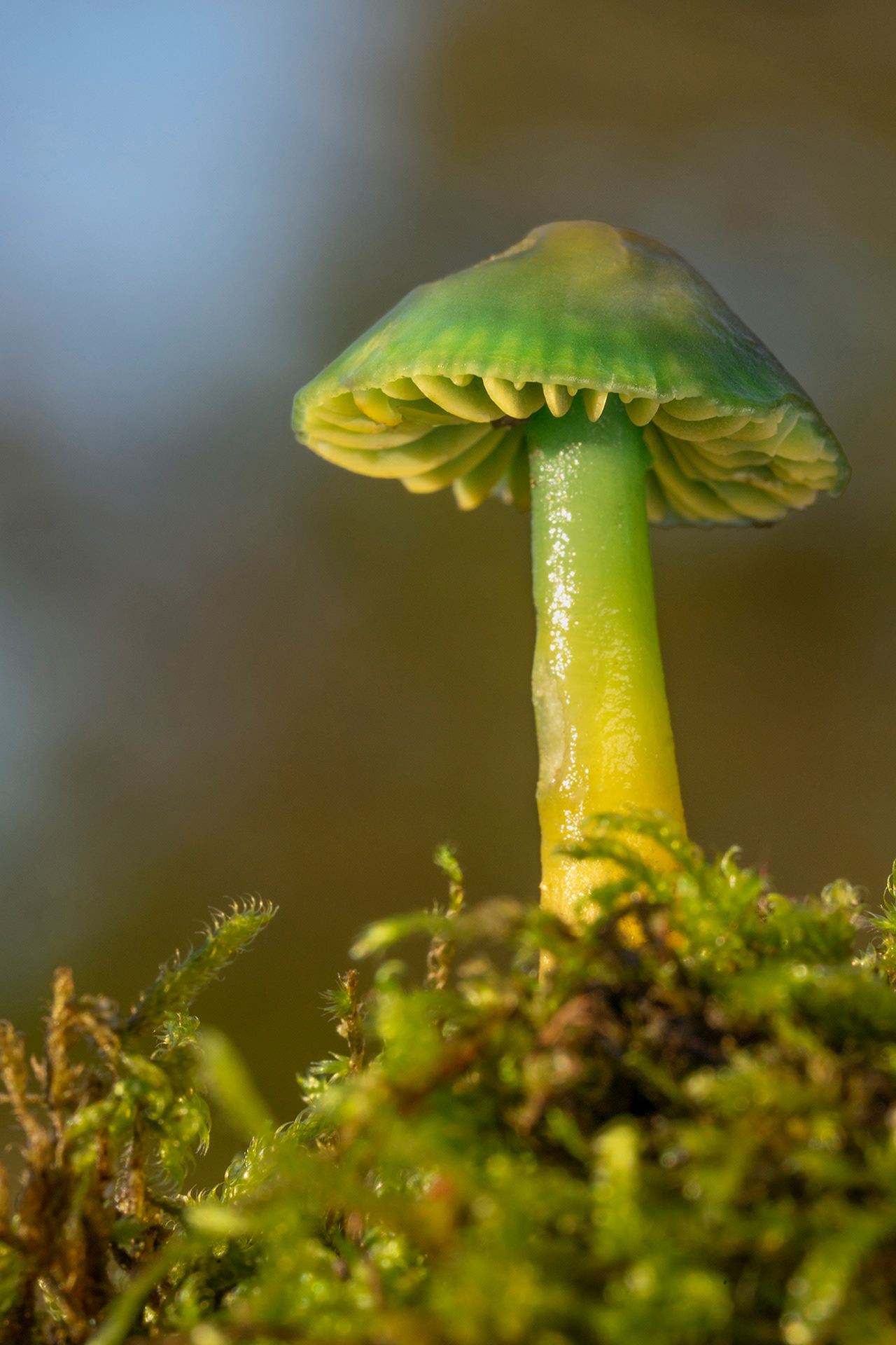 Parrot wax cap