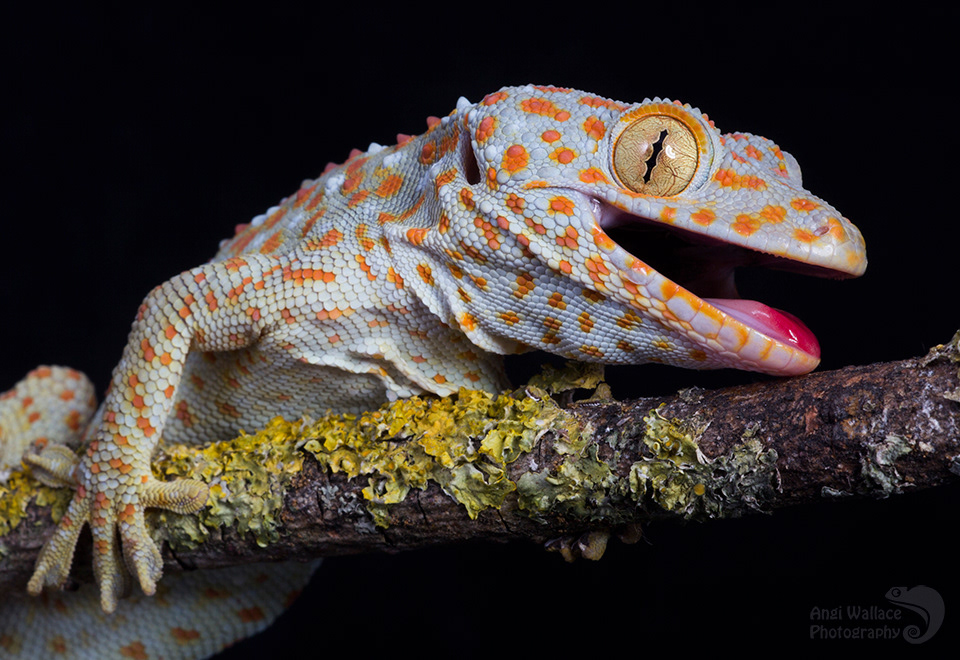 Tokay gecko