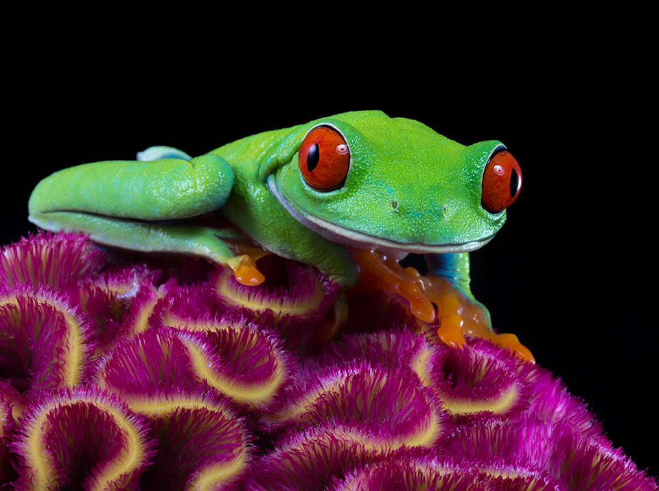Red eyed tree frog