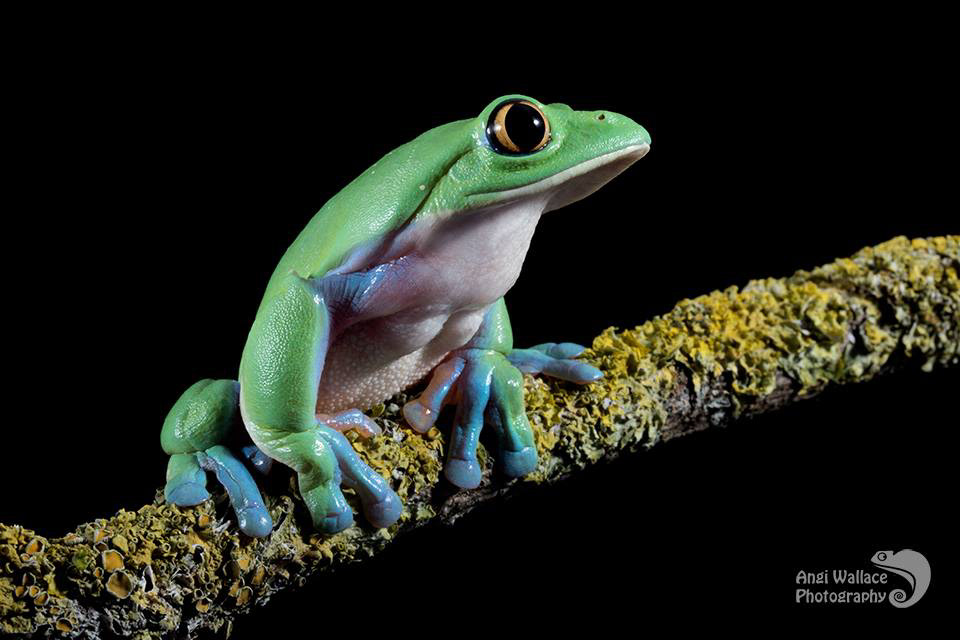 Blue sided tree frog