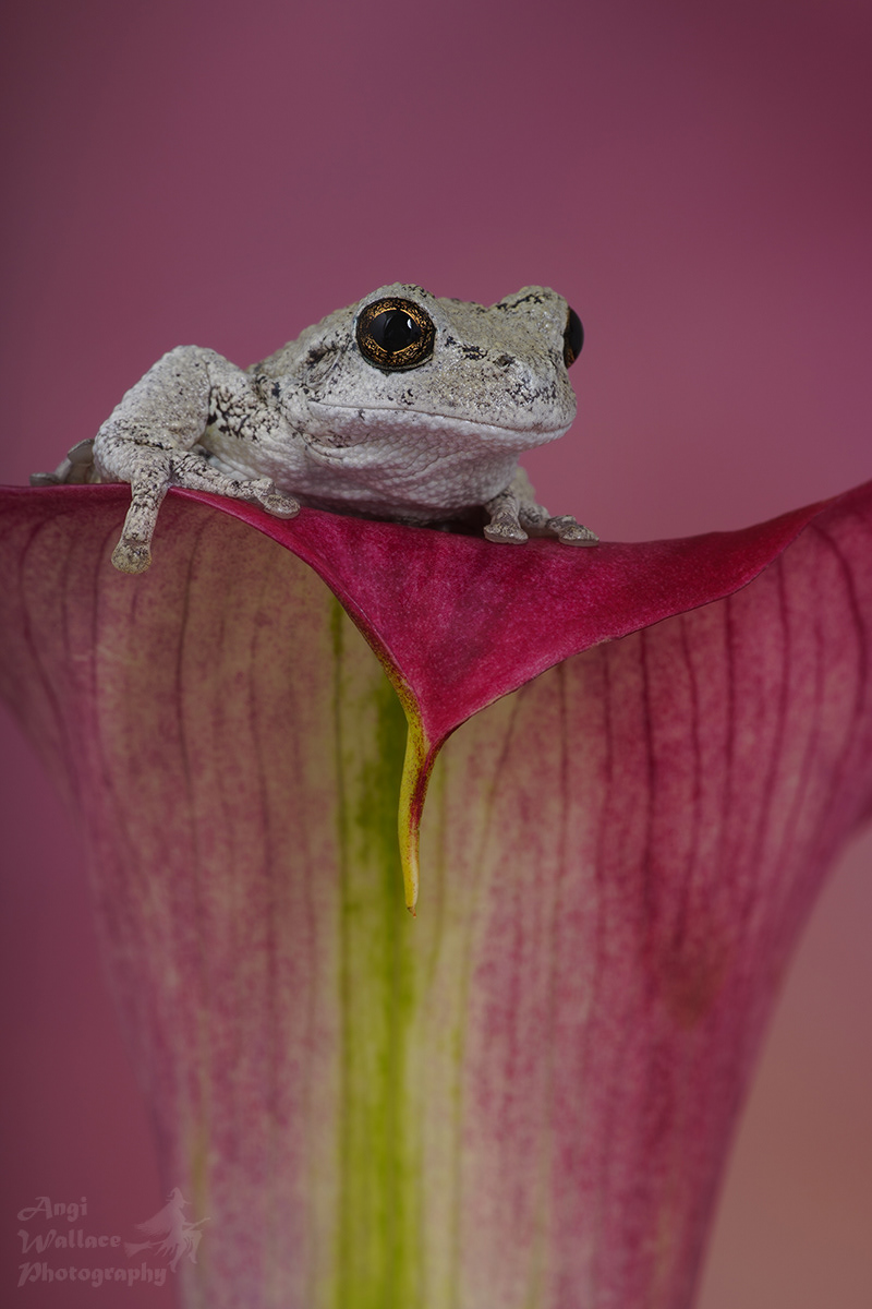 Gray tree frog