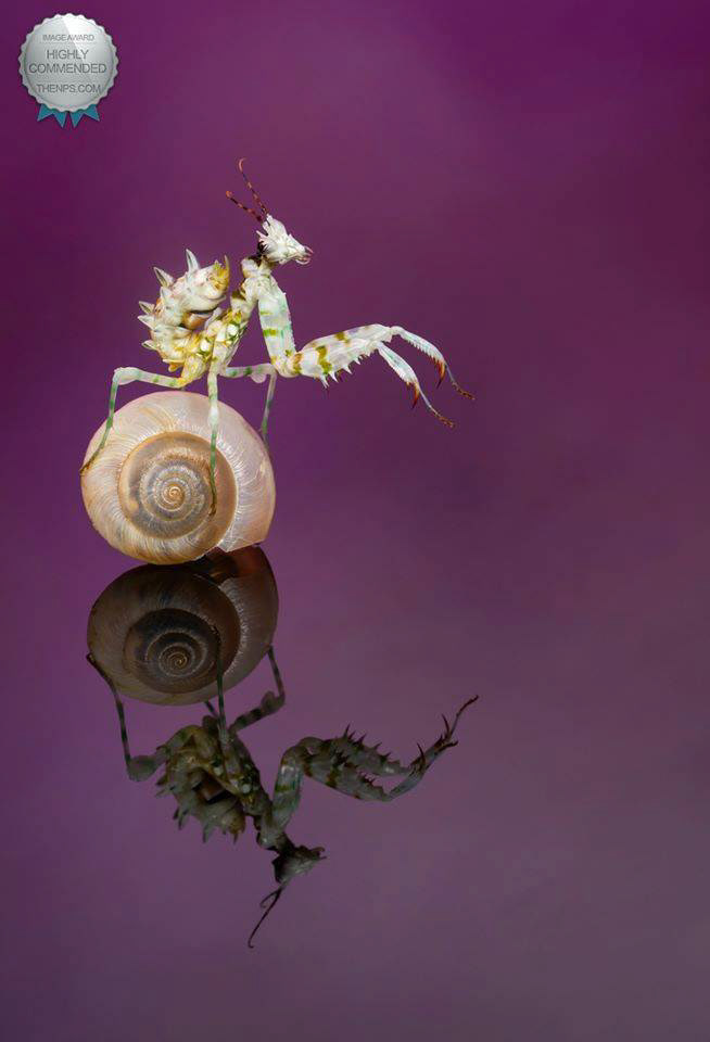 Spiny flower mantis