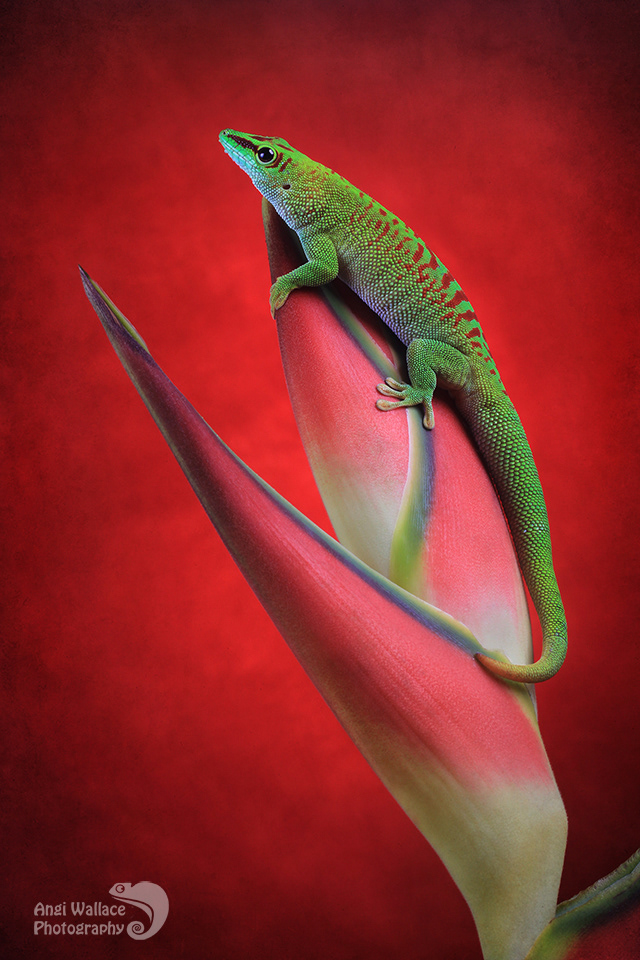 Madagascan day gecko