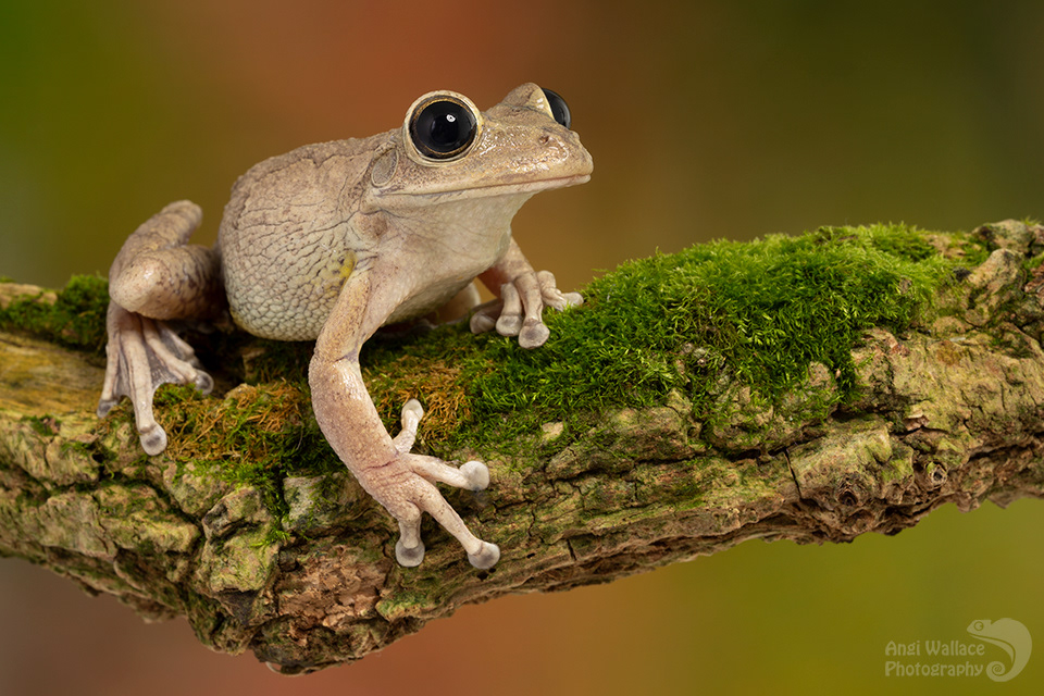 Cuban tree frog 