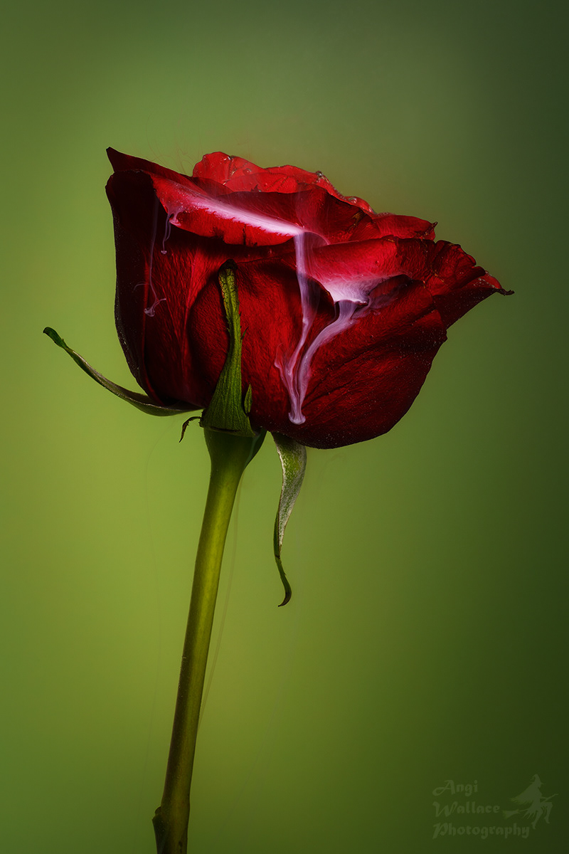 Tears from a rose