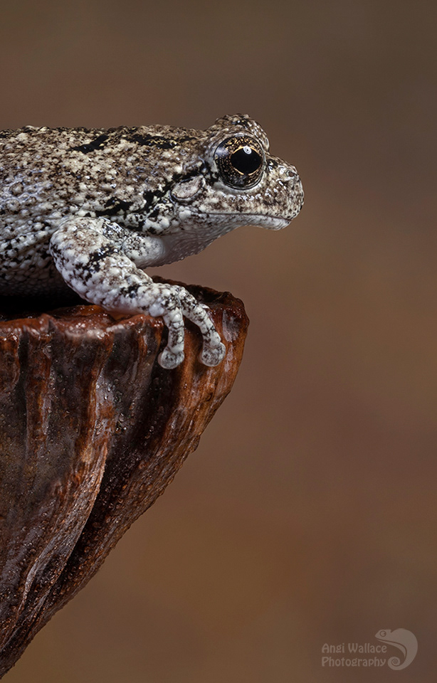 Gray tree frog