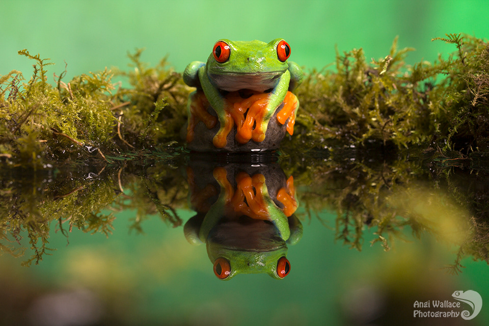Red eyed tree frog