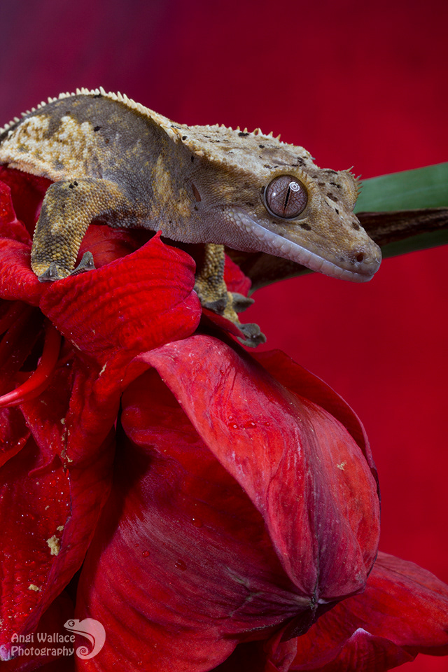 Crested gecko