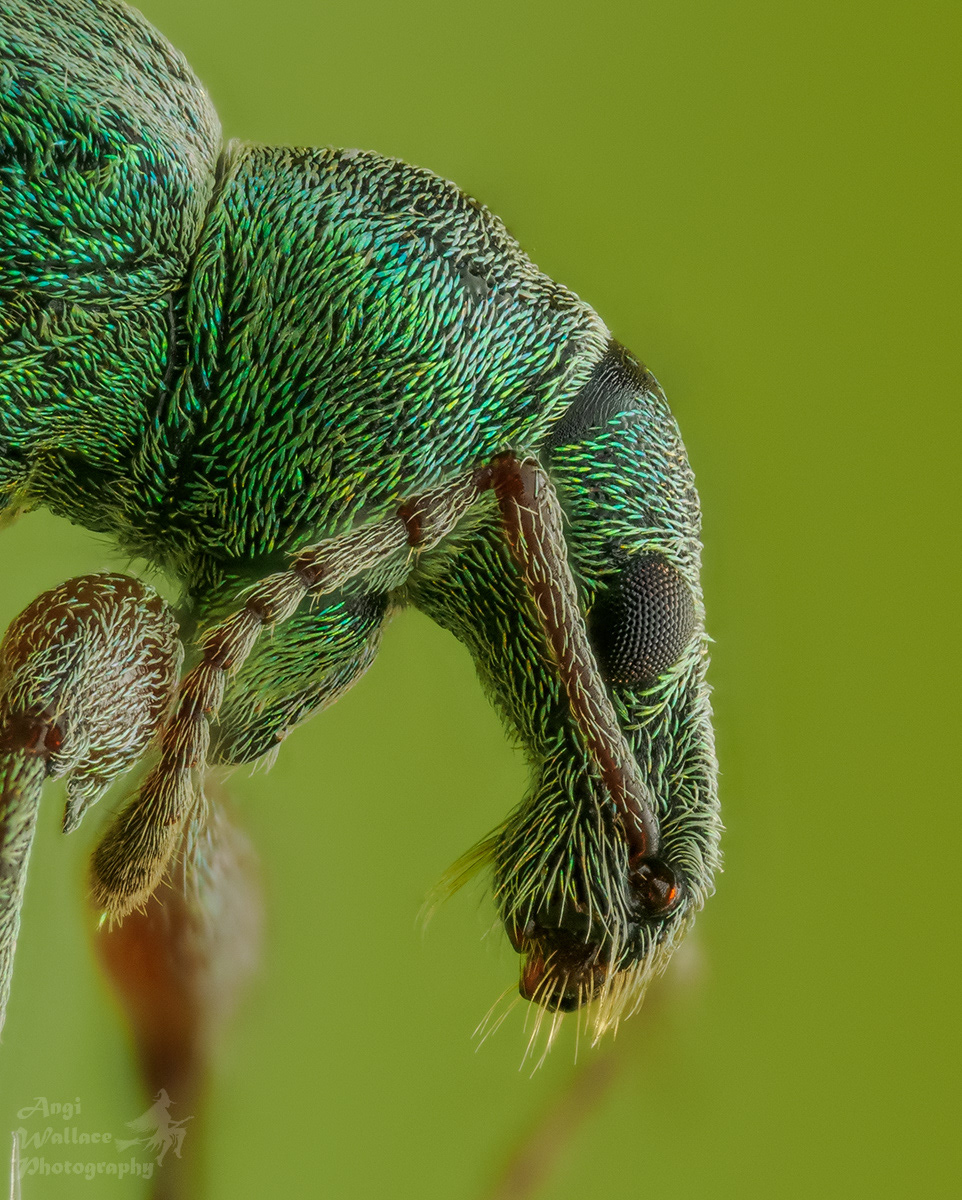Nettle weevil