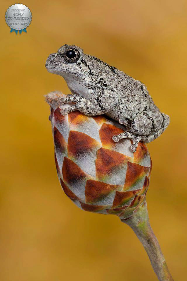 Greys tree frog