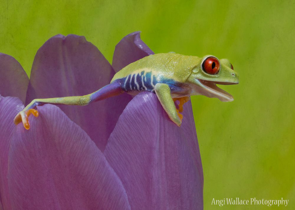 Red eyed tree frog