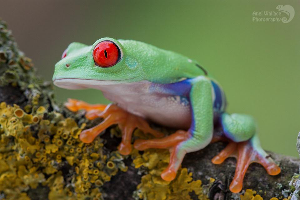 Red eyed tree frog