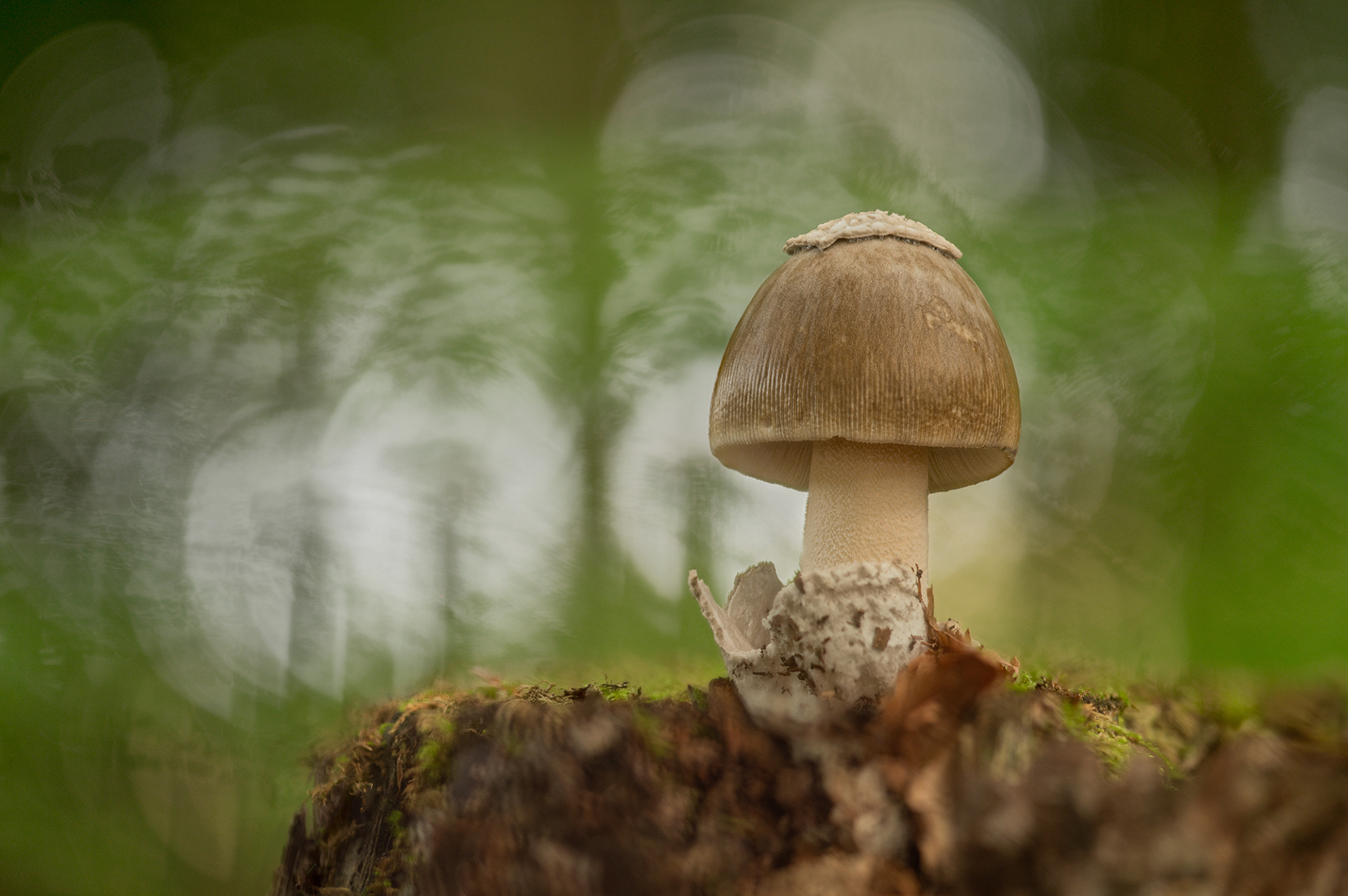 Amanita submembranacea