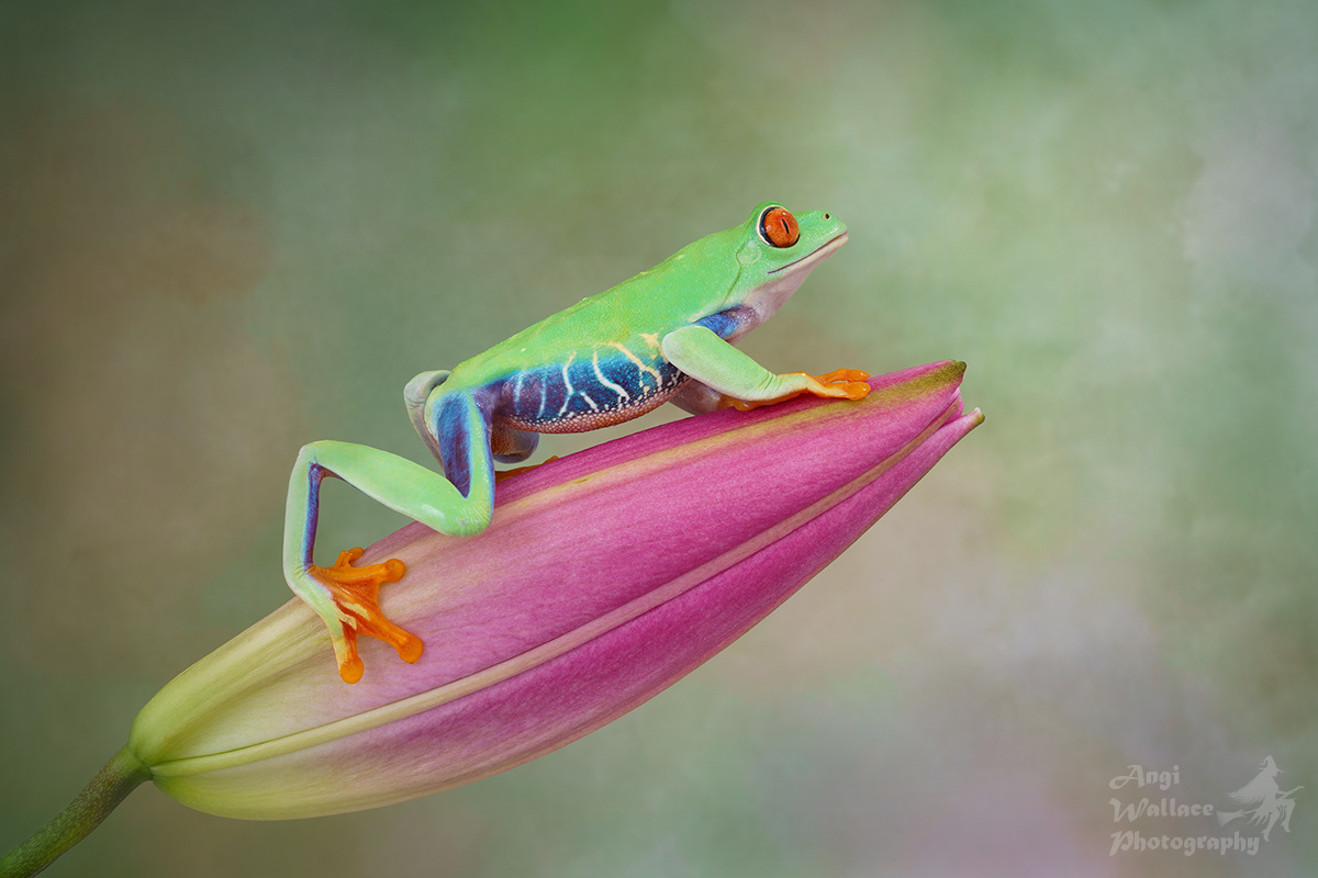 Red eyed tree frog
