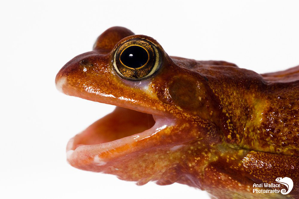 Common frog