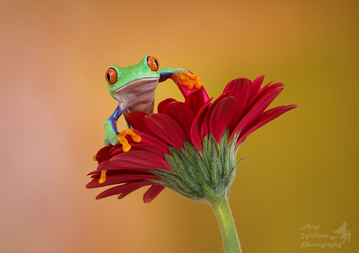 Red eyed tree frog
