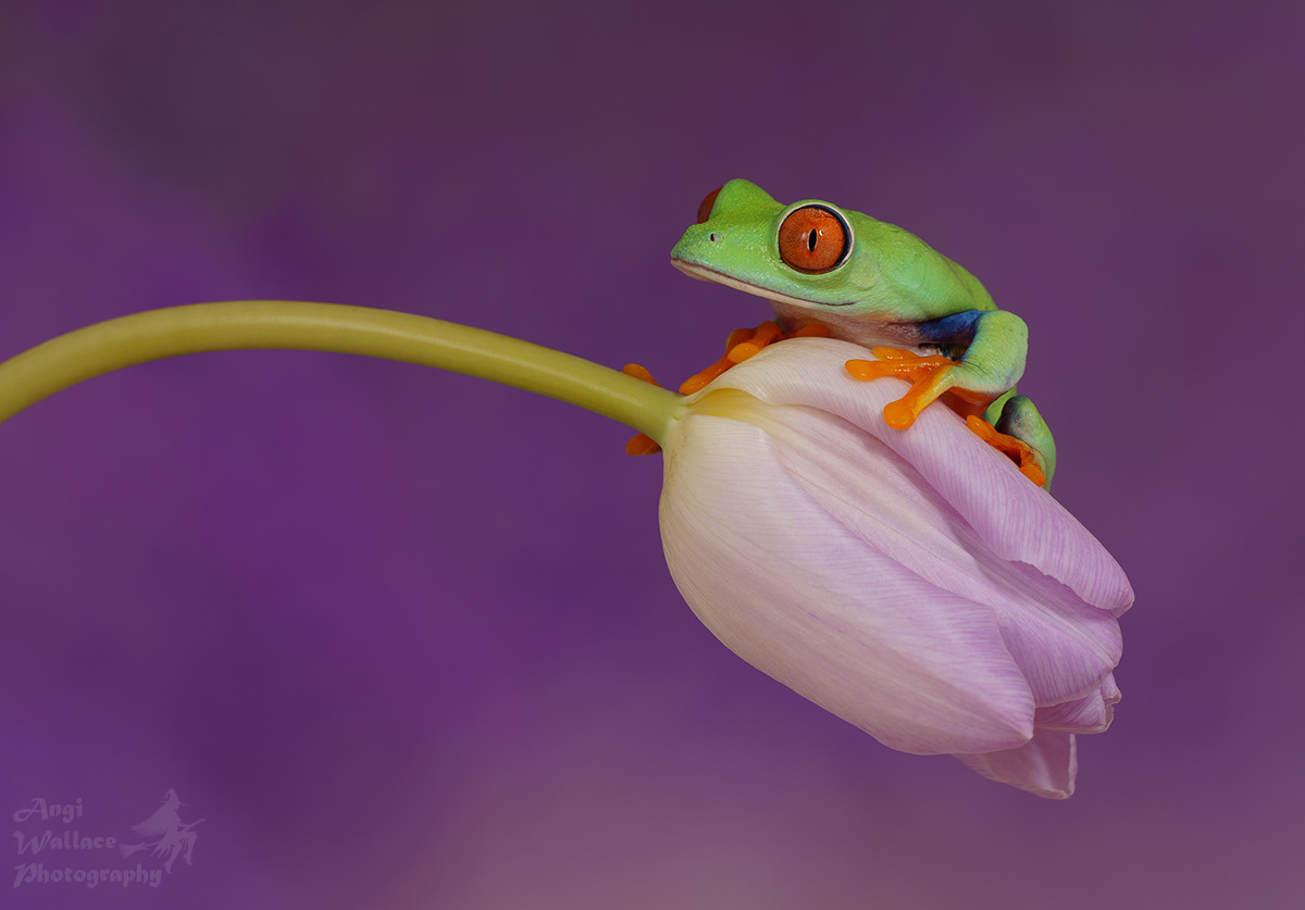 Red eyed tree frog
