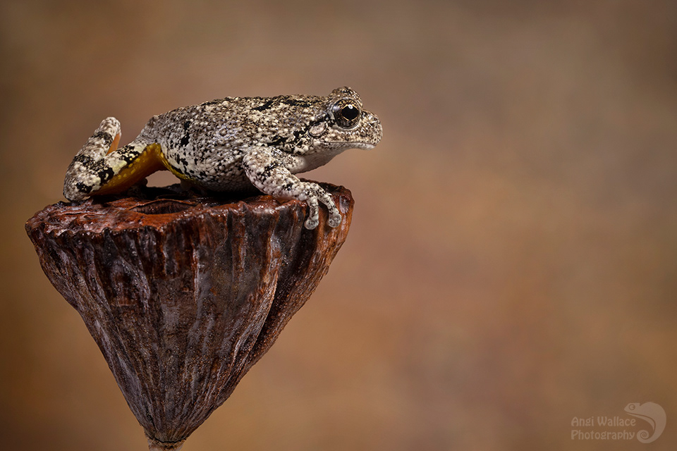 Gray tree frog