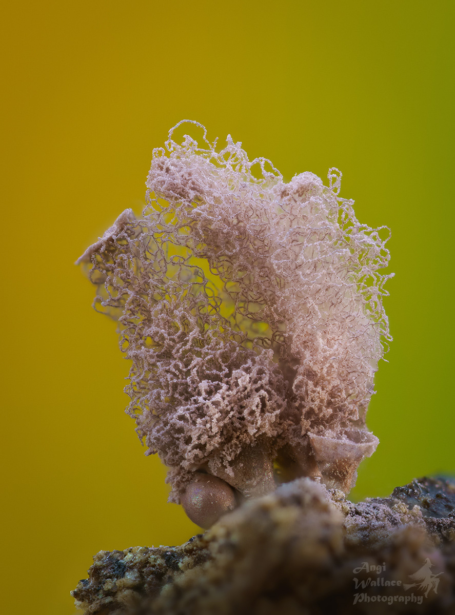 Arcyria incarnata