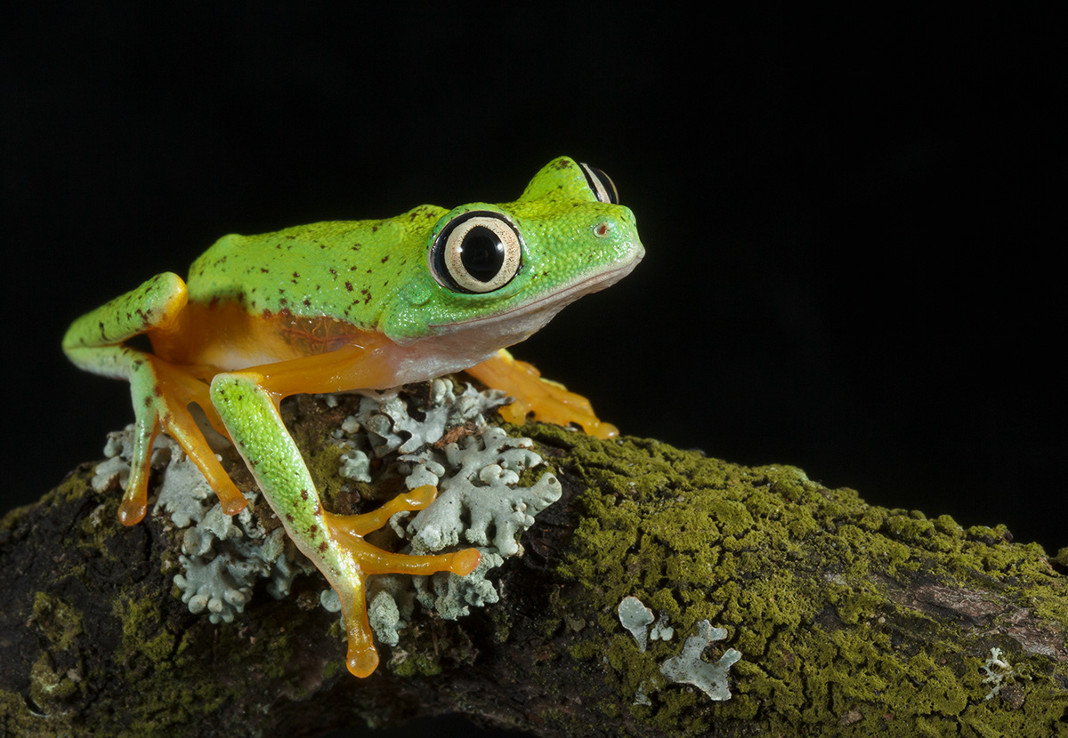 Lemur leaf frog