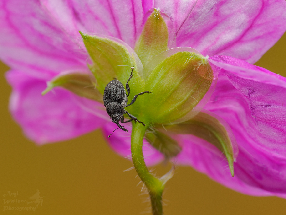 3mm long Geranium weevil