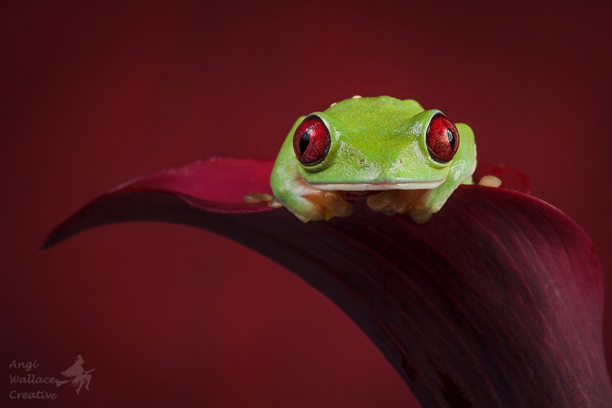 Maroon eyed frog