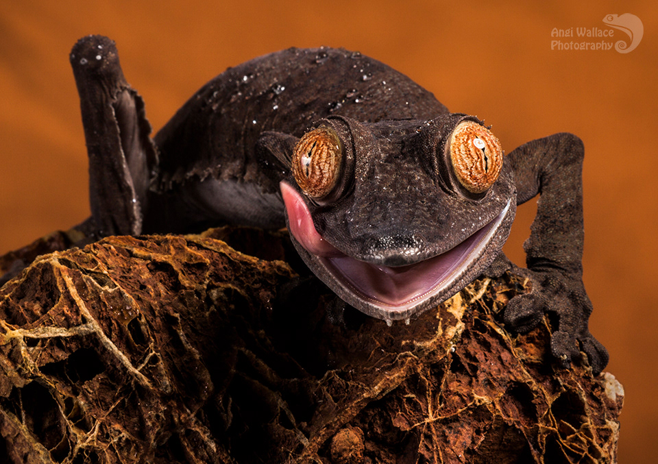 Giant leaf tailed gecko