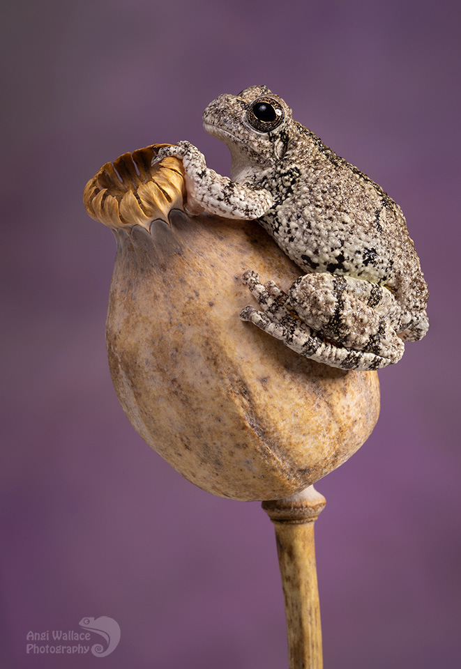 Gray tree frog
