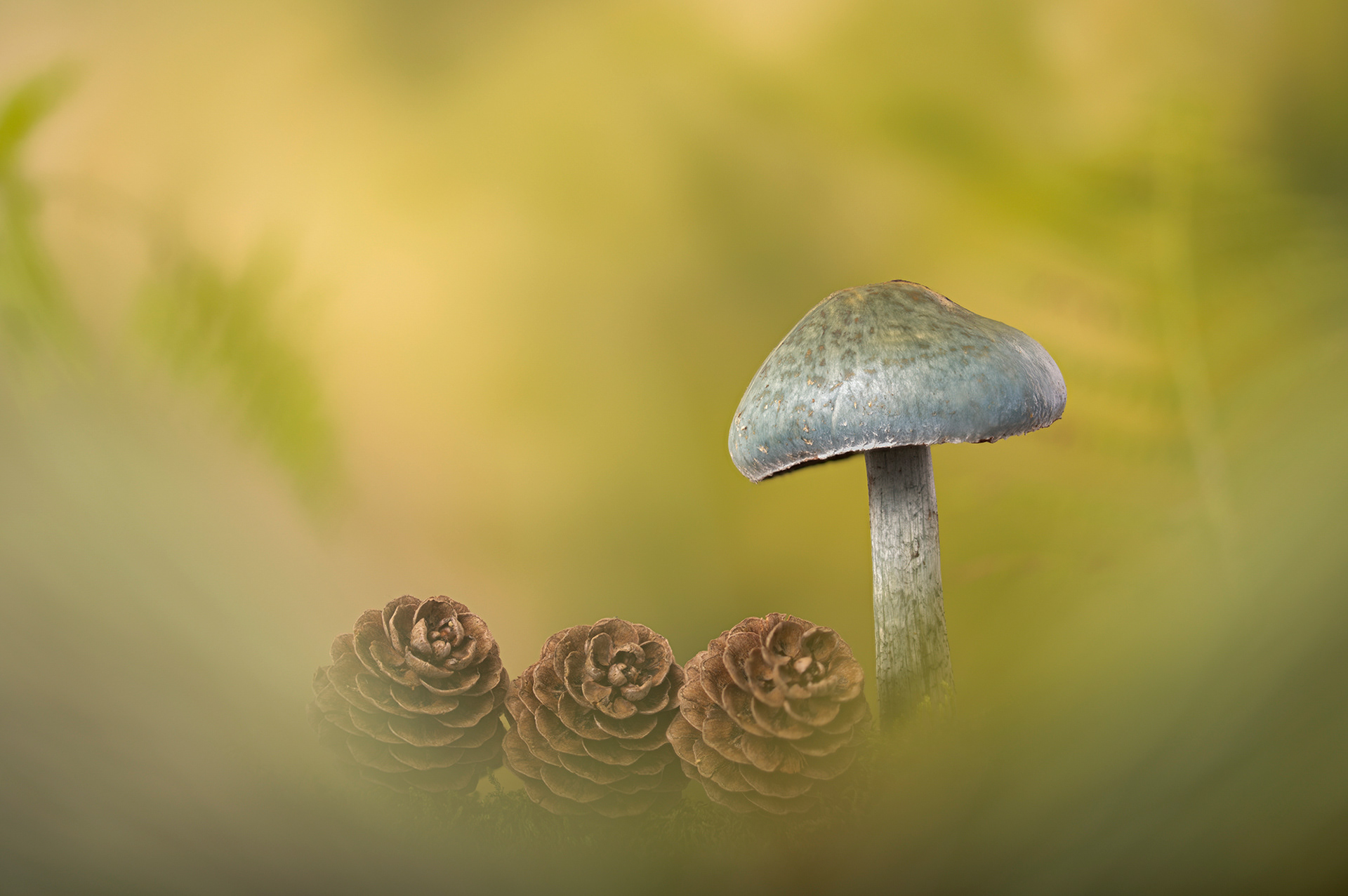 Blue roundhead
