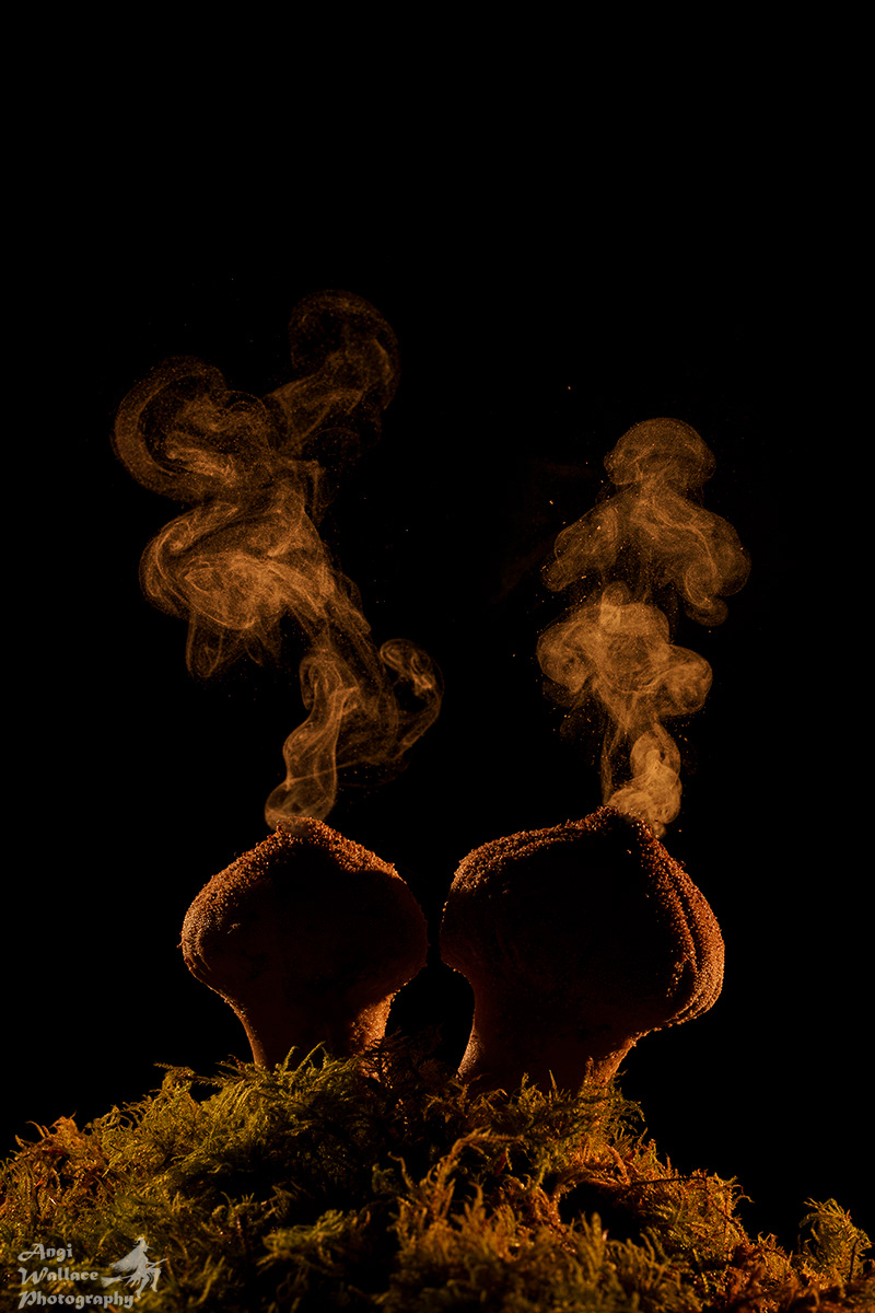 Puff balls and spores