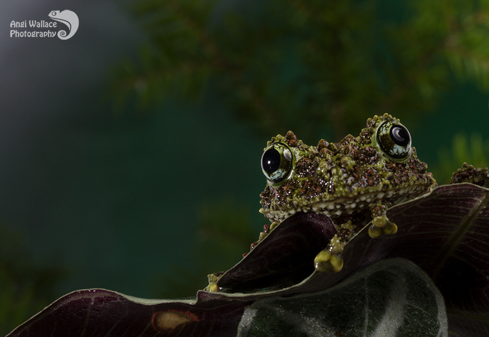 Vietnamese mossy frog