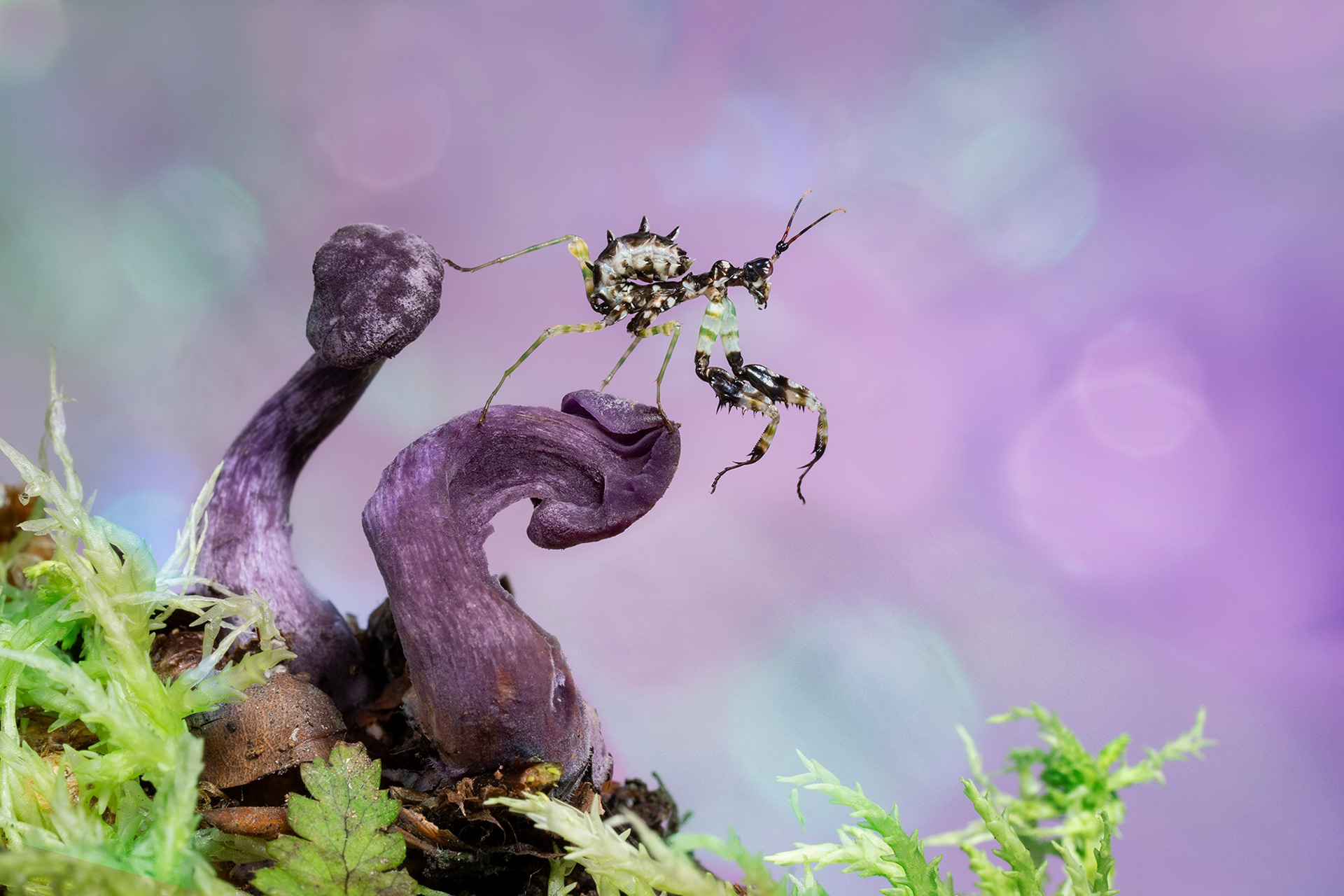 Spiny flower mantis