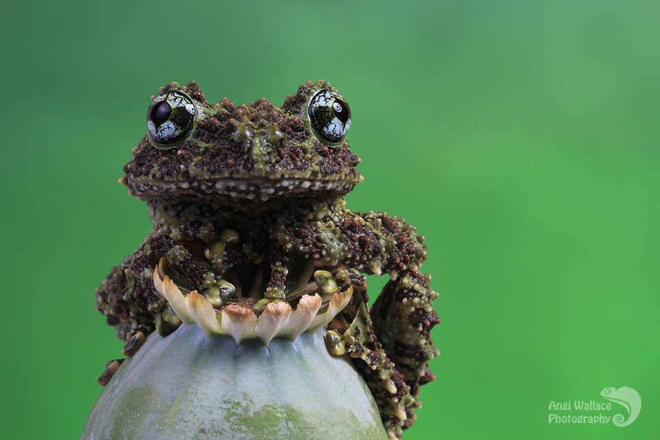 Vietnamese mossy frog