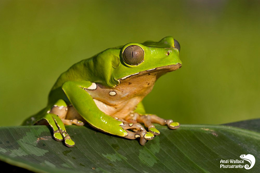 Wxy monkey frog
