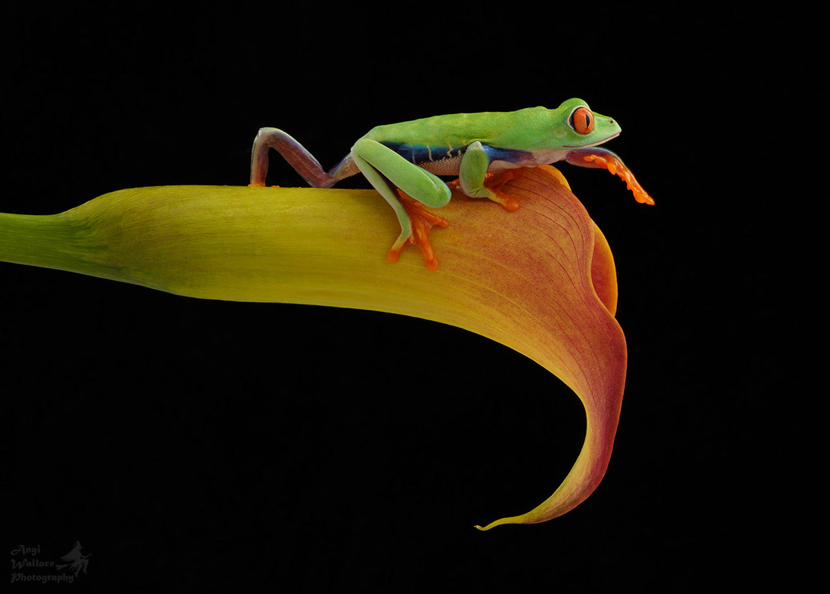 Red eyed tree frog