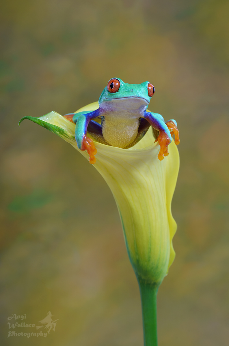 Red eyed tree frog