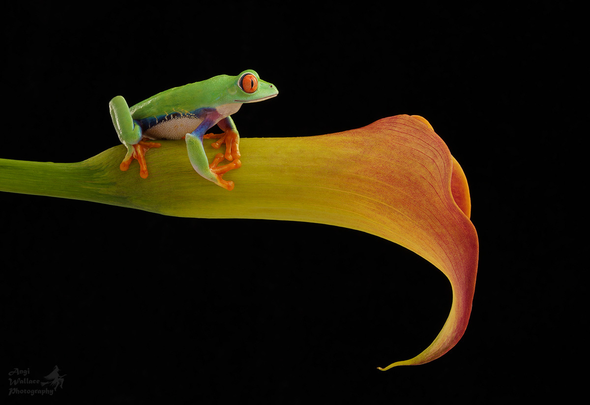 Red eyed tree frog