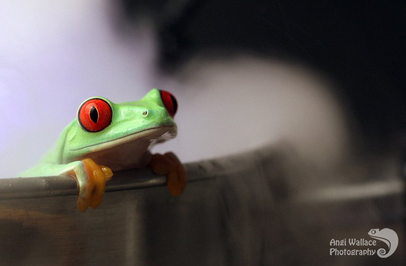 Red eyed tree frog