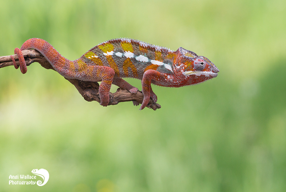 Panther chameleon
