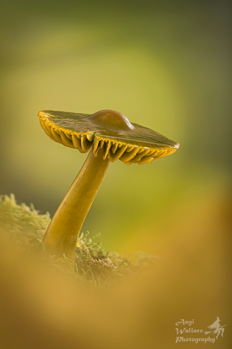 Parrot waxcap