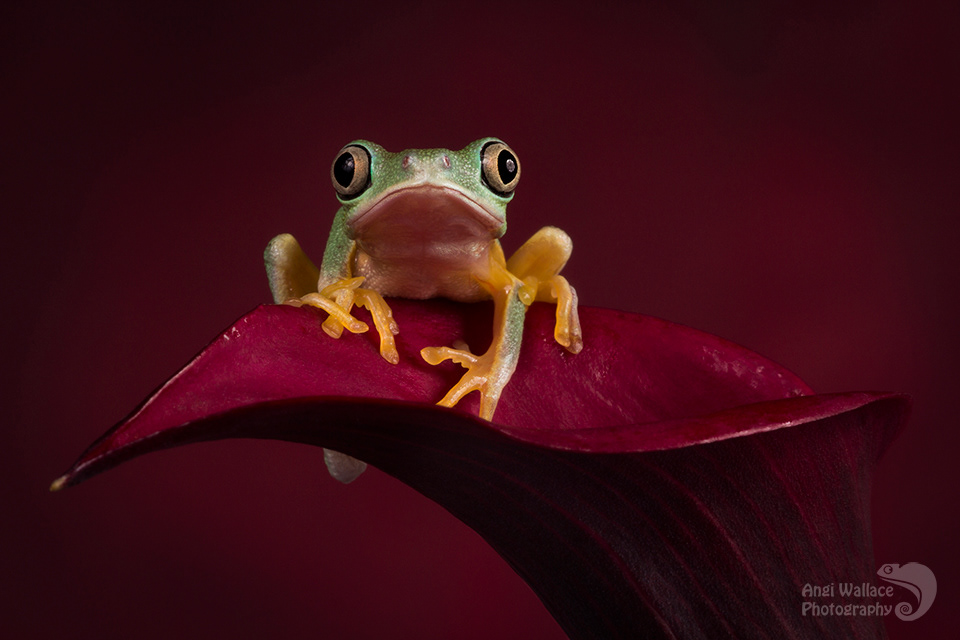 Lemur leaf frog