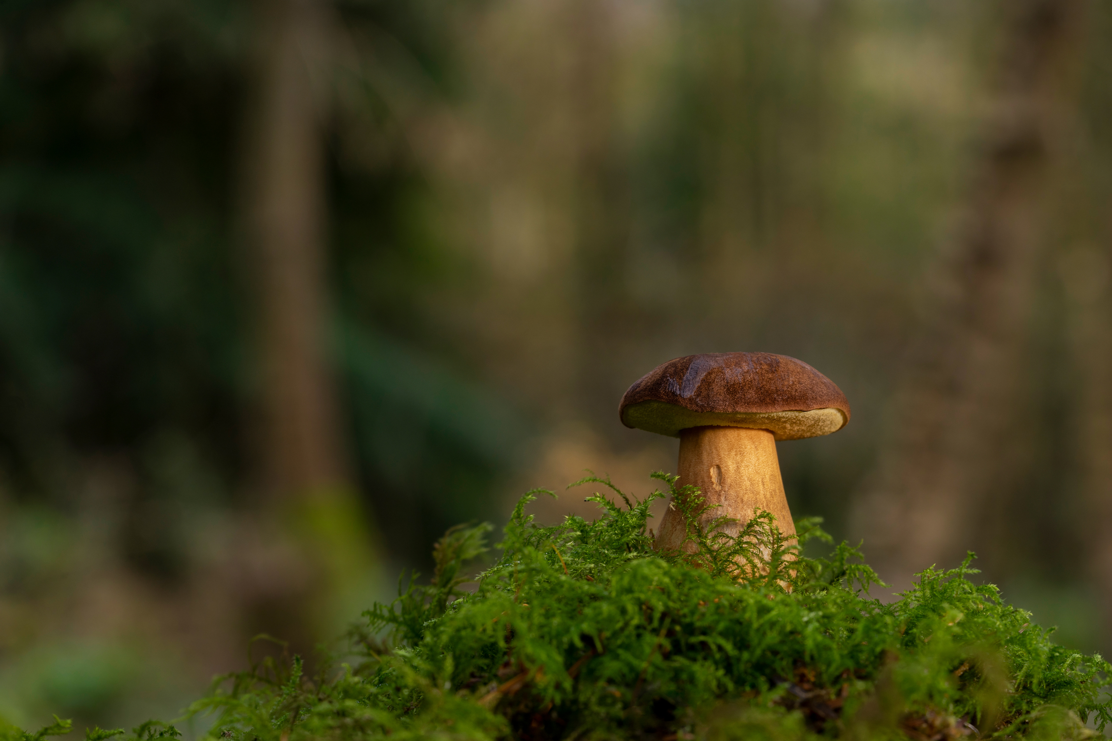 Bolete