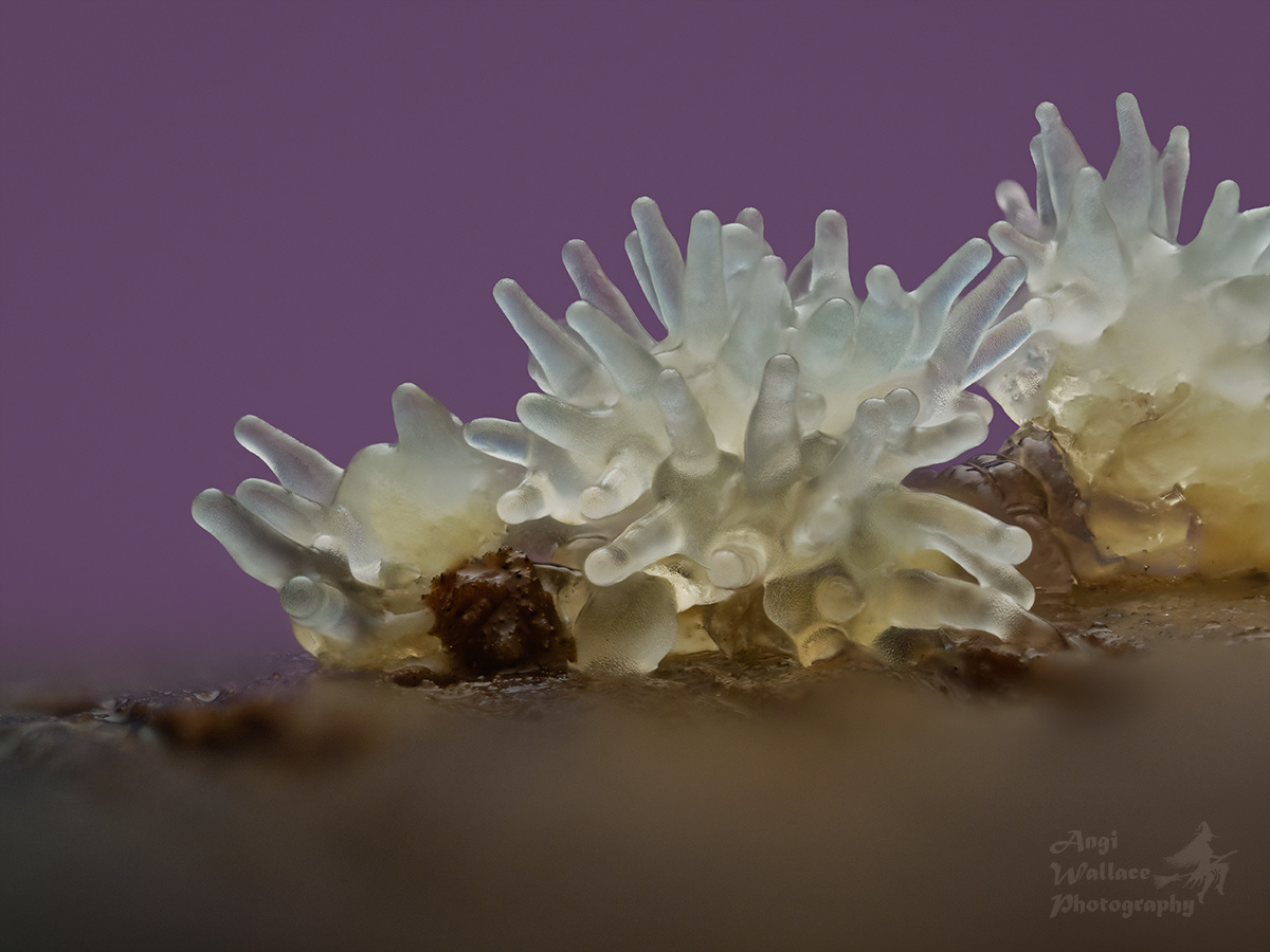 White coral slime mould