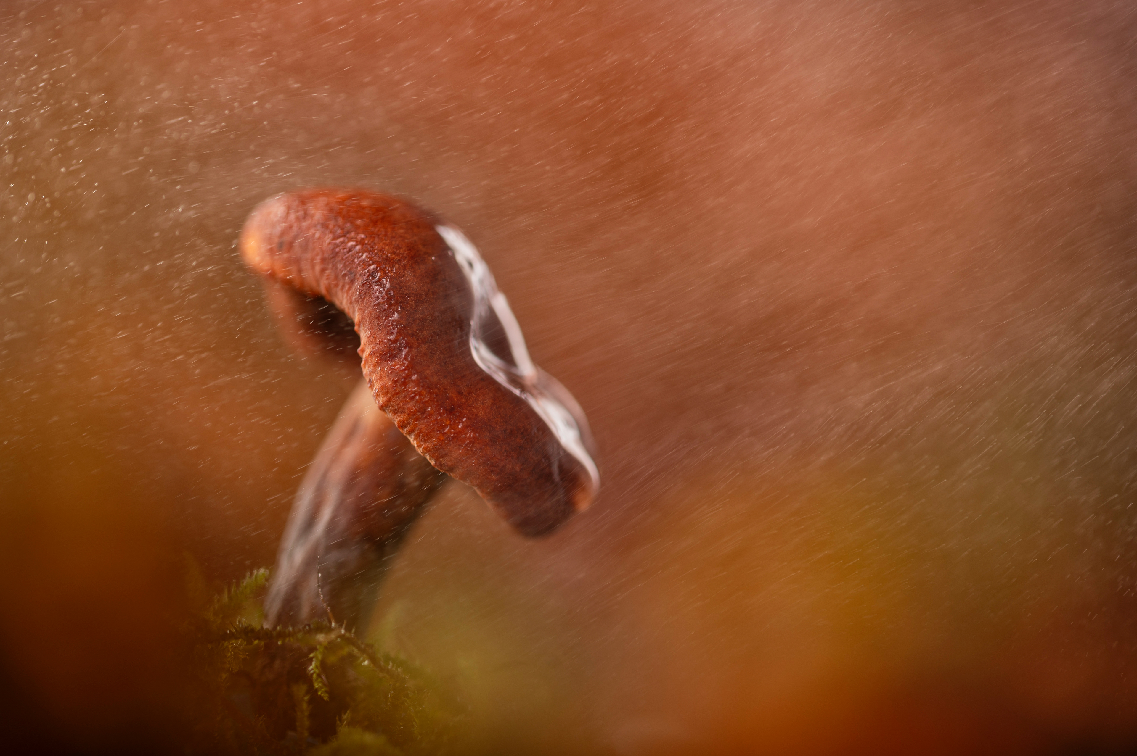 Rufous milk cap