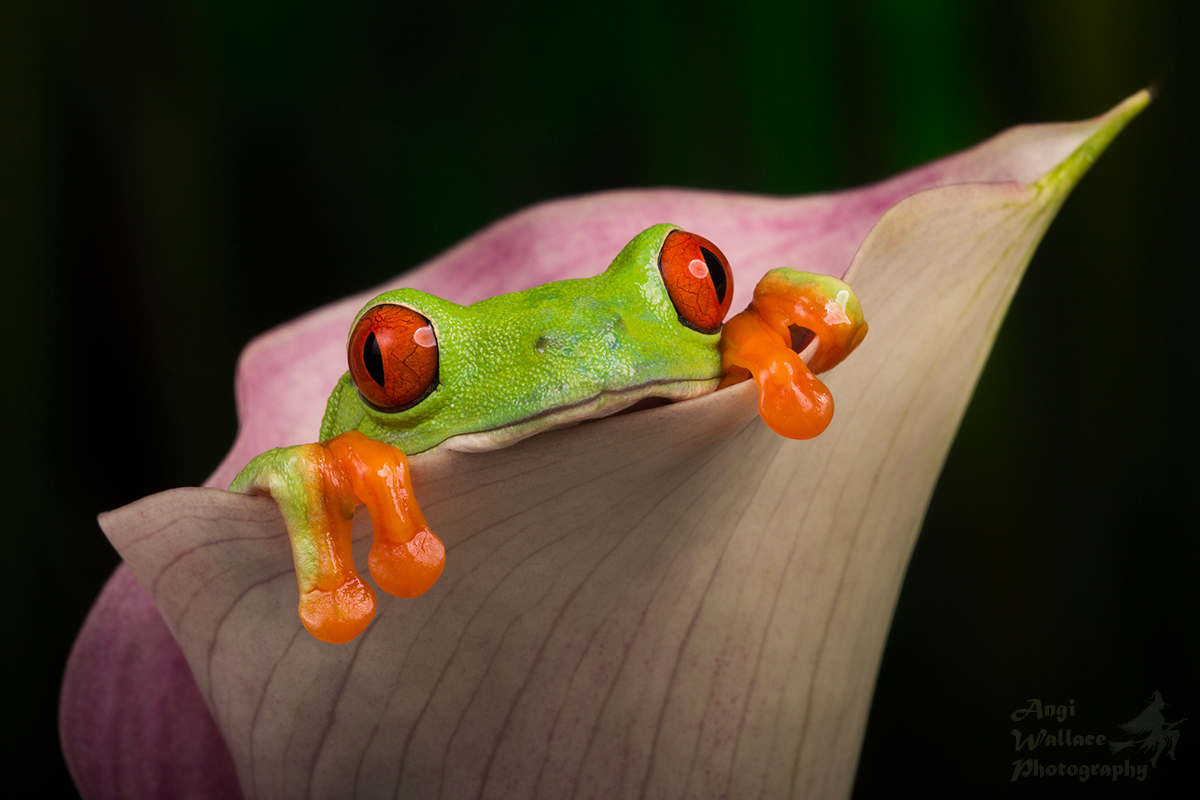 Red eyed tree frog