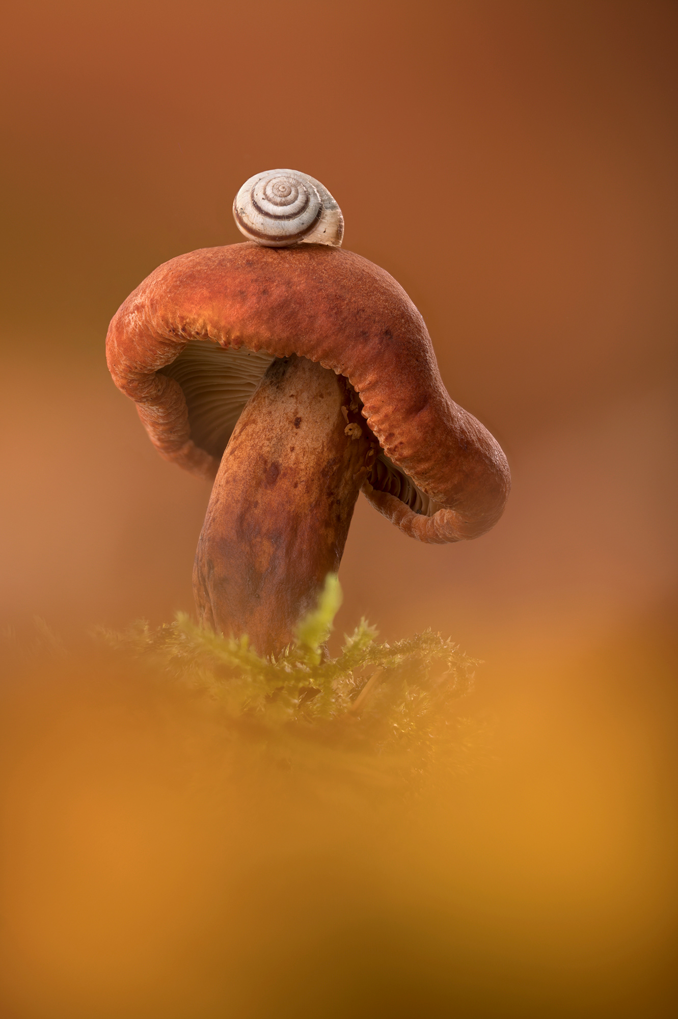 Rufous milk cap