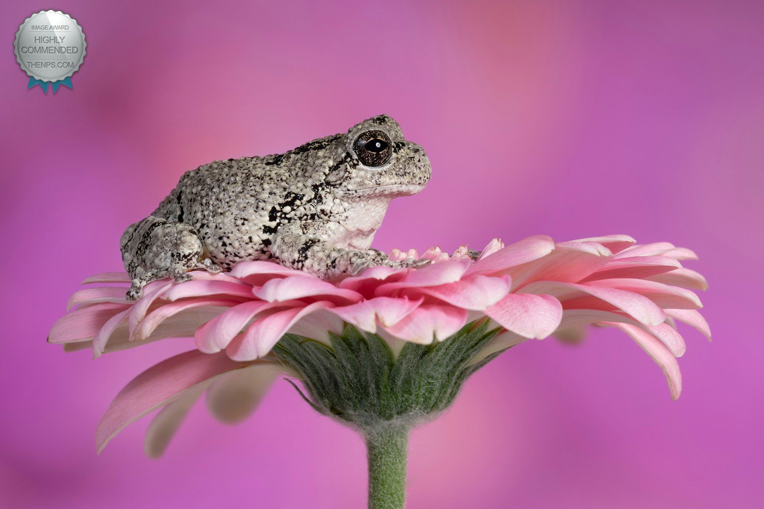 Greys tree frog